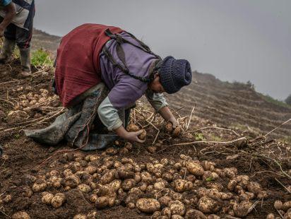 Photo par Shiwa Yachacin sur Pexels