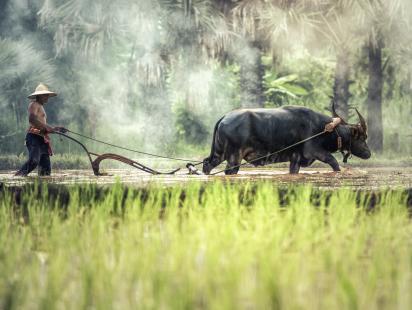 Ricefield in South Asia on Pxhere 